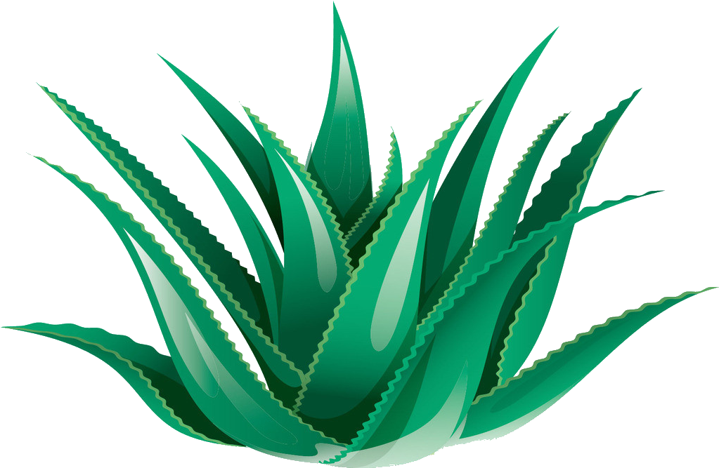 Aloe vera PNG libreng Download