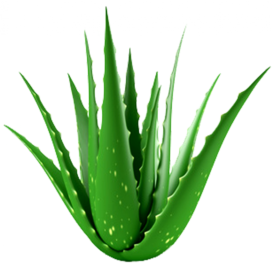 Aloe Vera PNG Isolated File
