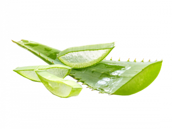 Aloe vera PNG isolado hd