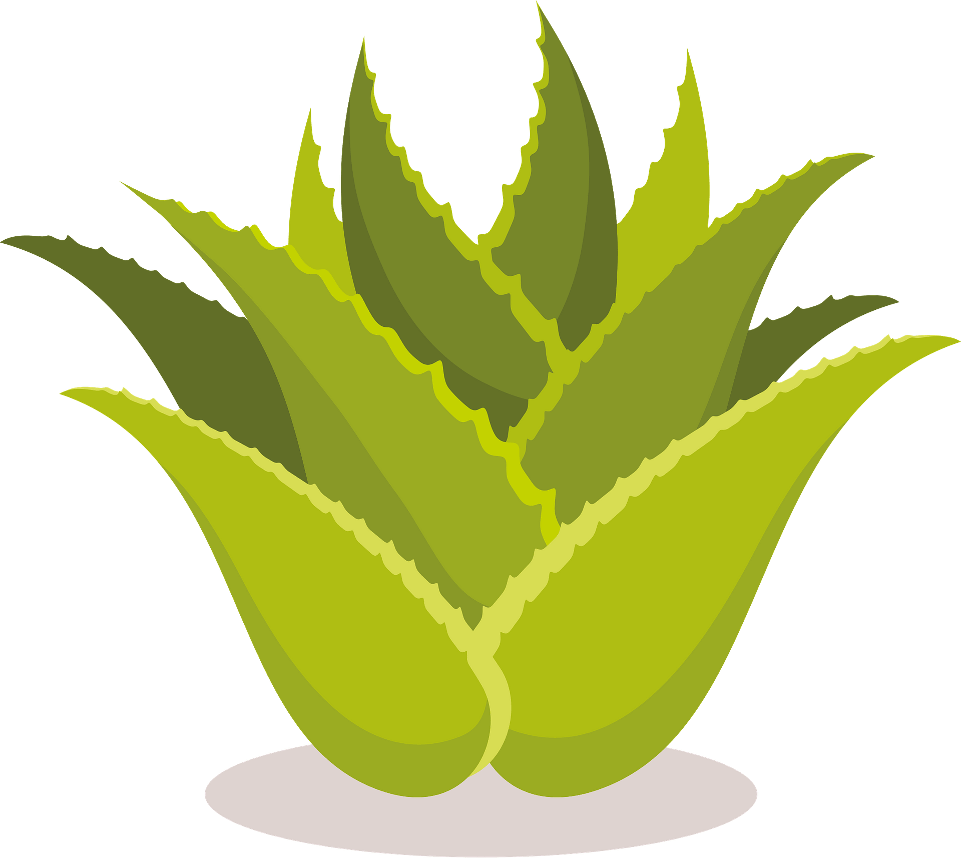 Aloe vera PNG isolado pic