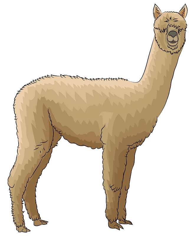 Alpaca PNG Isolated Photos