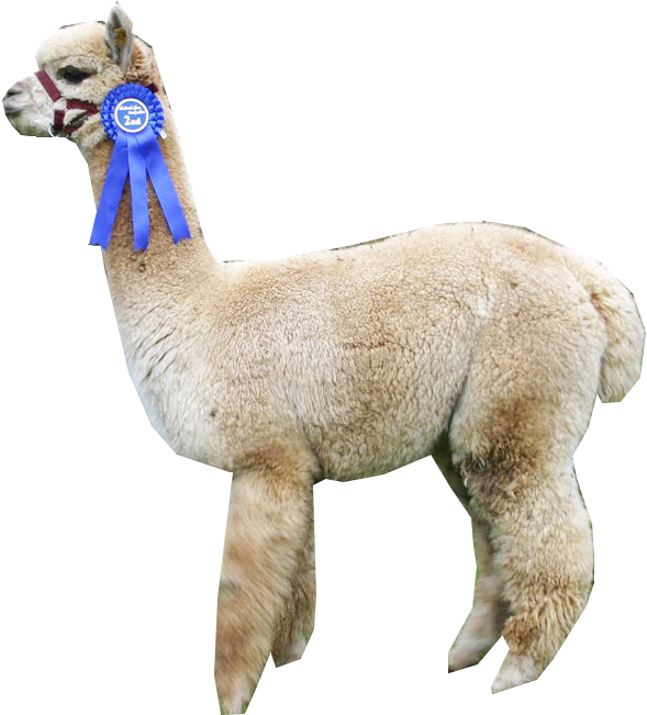 Alpaca PNG Isolated Pic