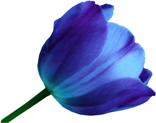 Tulipán azul PNG File