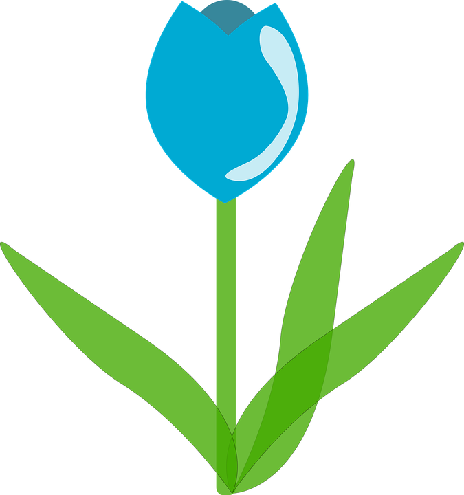 Blue Tulip PNG Picture