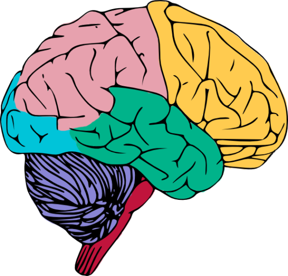 Brain PNG Background Image