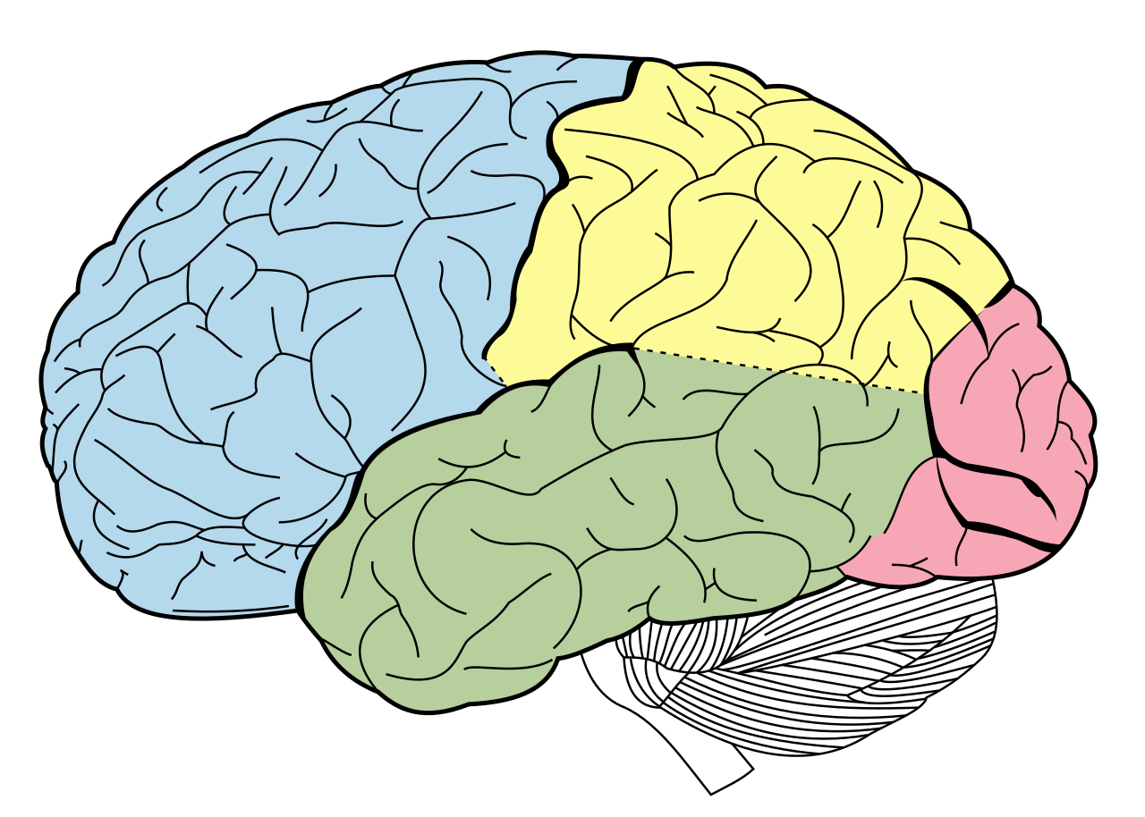 Brain PNG Isolated Clipart