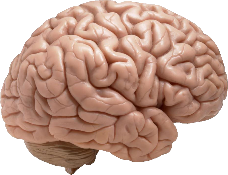 Brain PNG Isolated Transparent Image