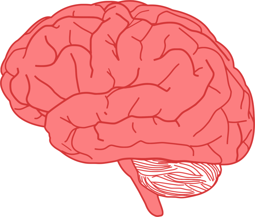 Brain PNG Isolated Transparent