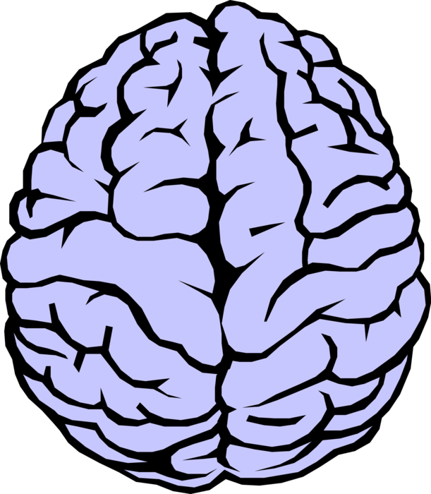 Brain Vector PNG Clipart