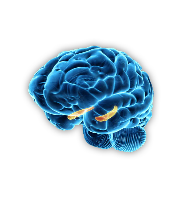 Brain Vector PNG HD Isolated