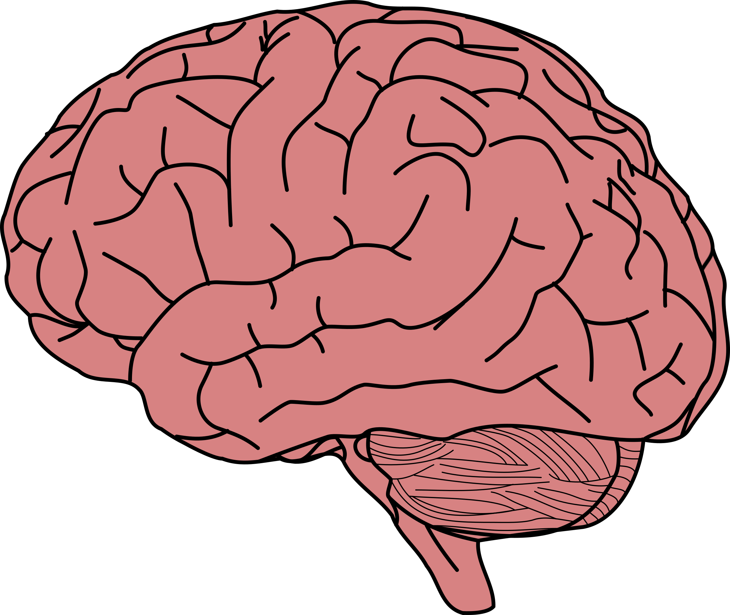Brain Vector PNG Isolated Pic