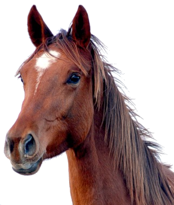 Коричневая лошадь PNG-файл