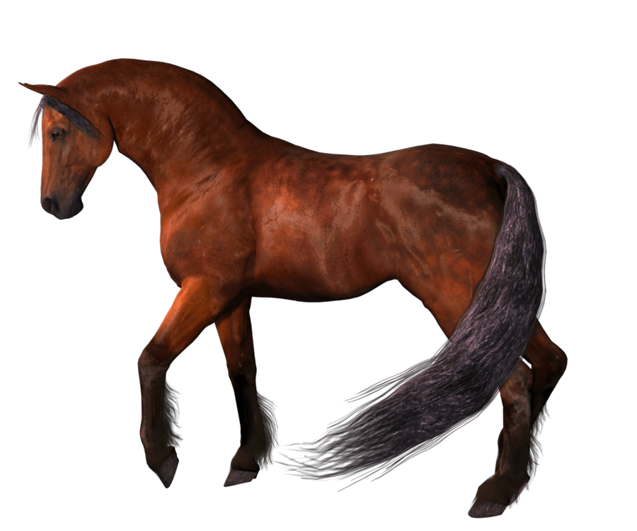 Immagine del PNG del cavallo marrone