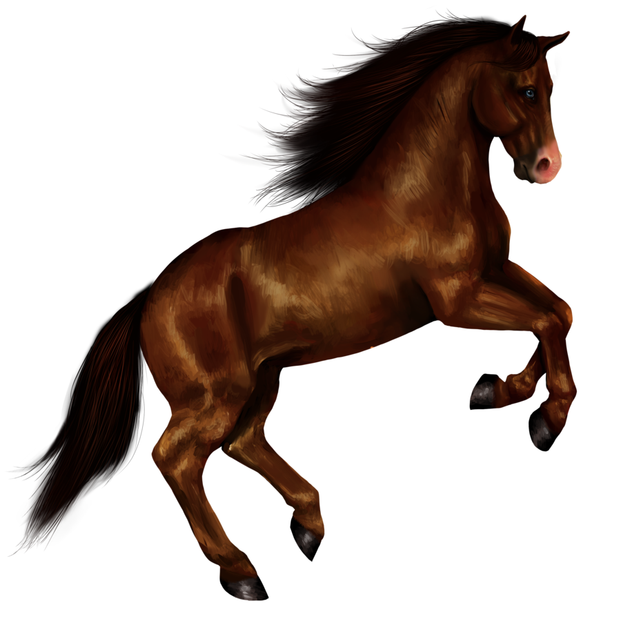 Foto di PNG del cavallo marrone