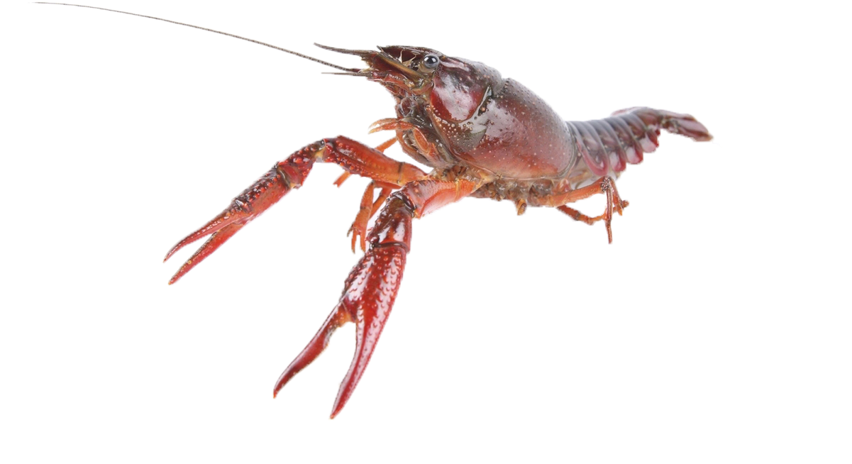 Crawfish Baixar imagem isolada PNG