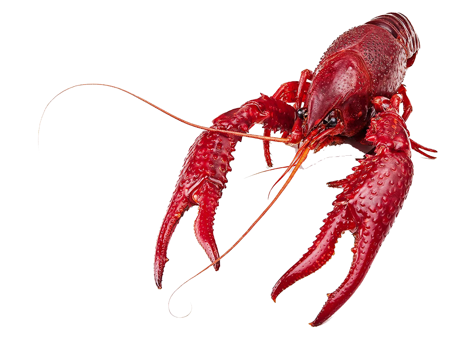 Crawfish PNG фоновое изображение