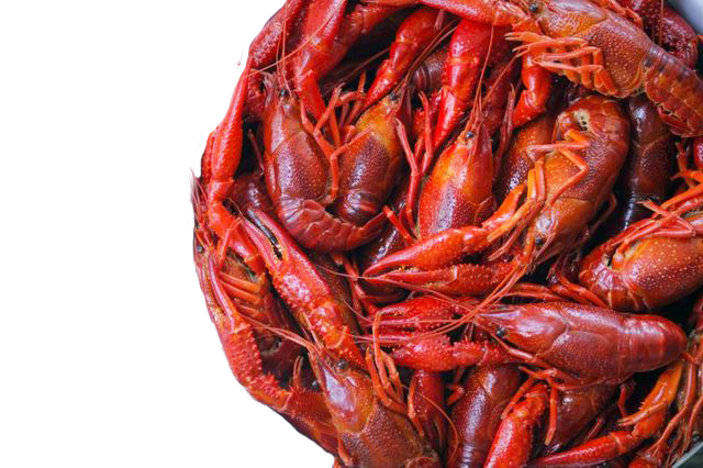 Crawfish PNG Isolated File
