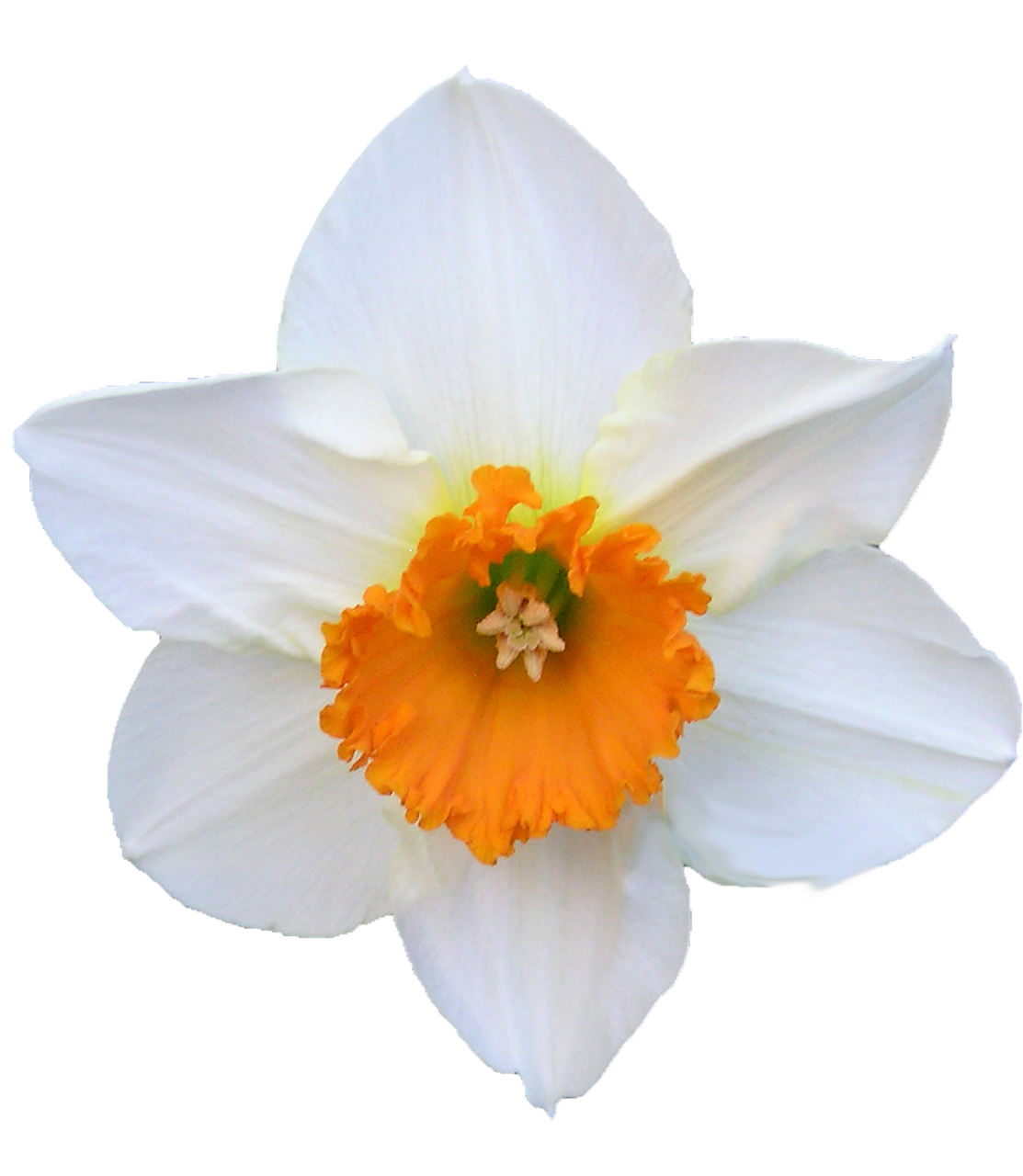 Narciso PNG Free Download
