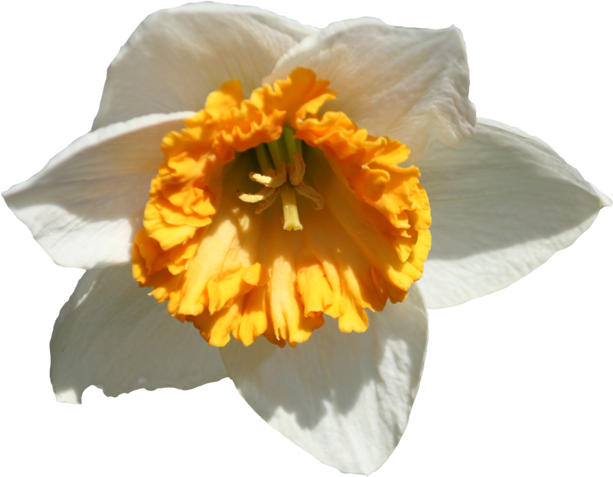 Daffodil PNG صورة
