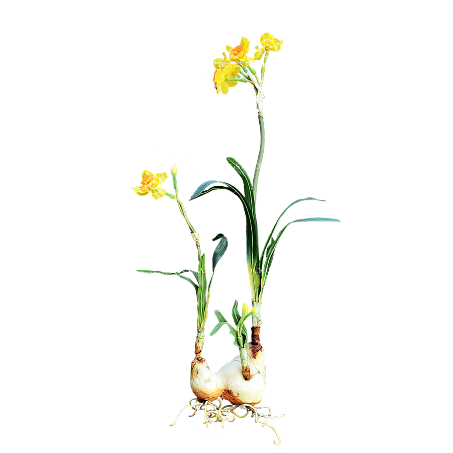 Daffodil PNG معزولة قصاصات فنية
