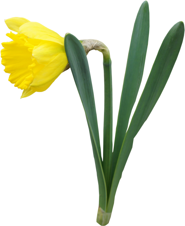 Daffodil PNG ملف معزول