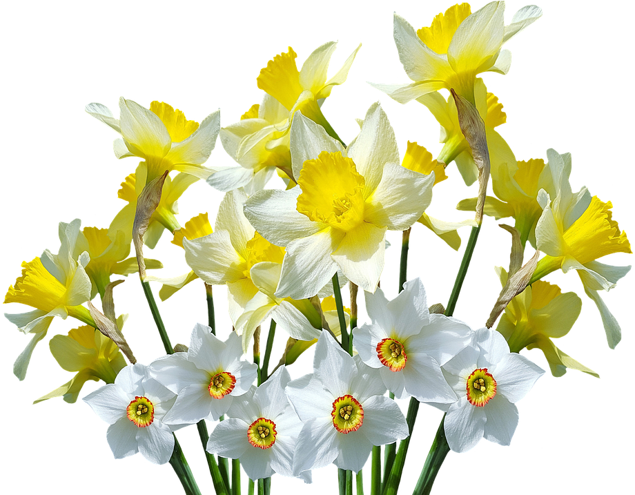 Daffodil PNG عزل عالي الدقة صور