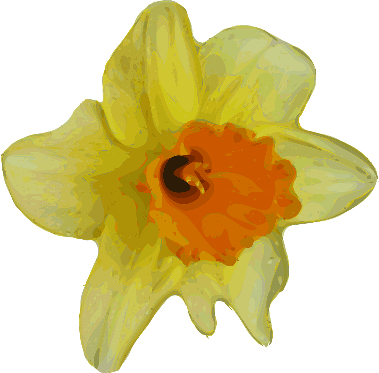 Daffodil PNG isolé Photos
