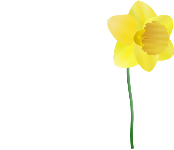 Daffodil PNG صورة عزل