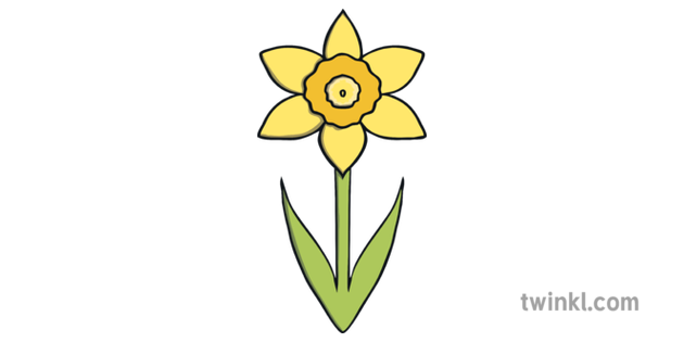 Daffodil PNG معزولة شفافة