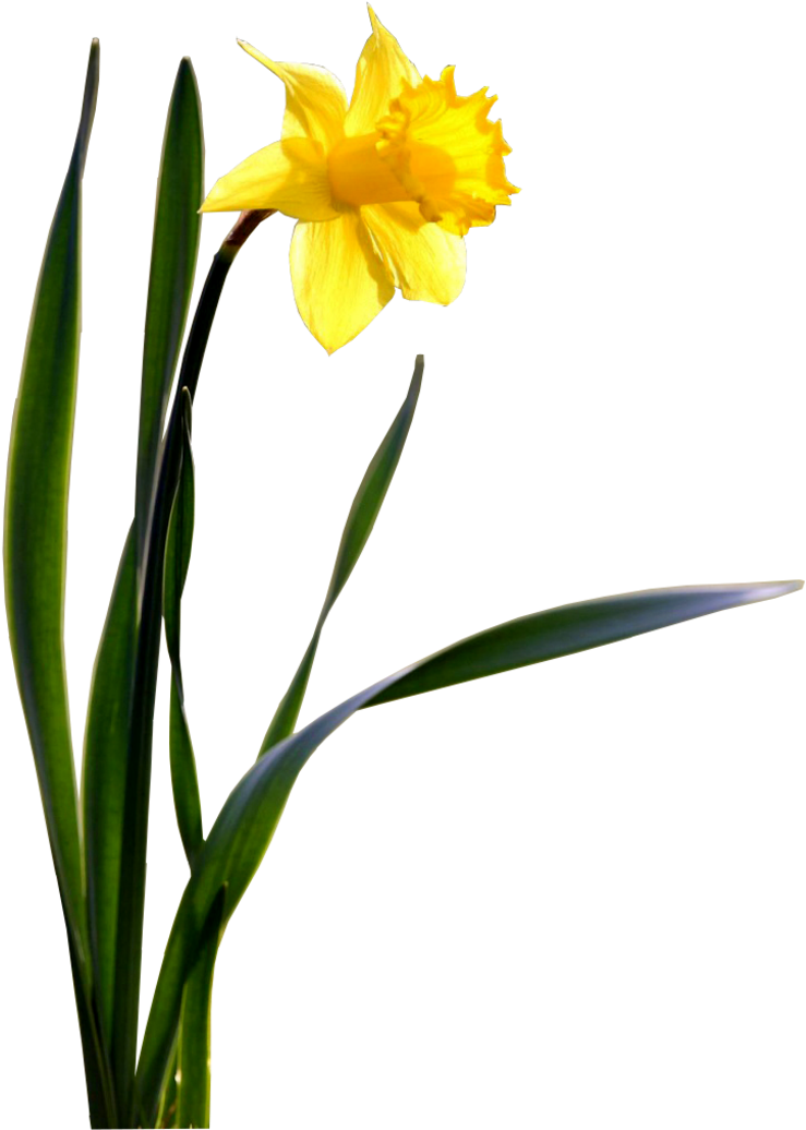 Daffodil PNG Photo