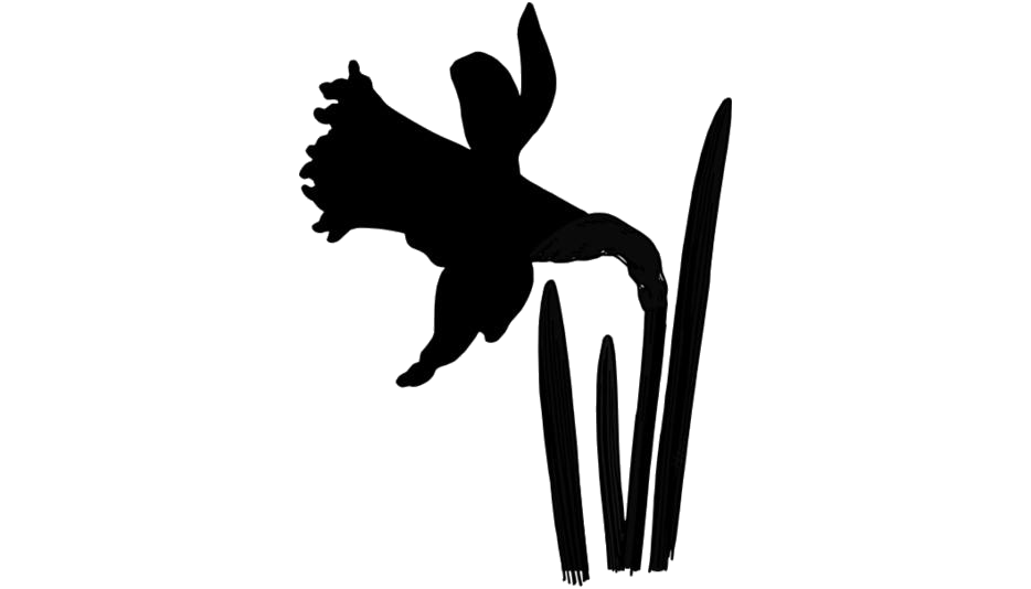 Narciso PNG Picture
