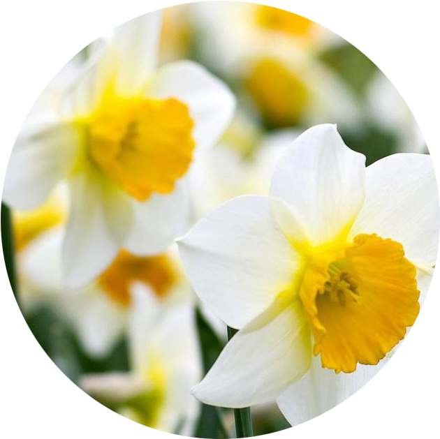 Daffodil PNG
