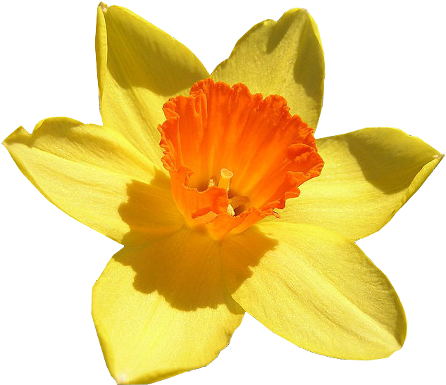 Daffodil شفافة معزولة PNG