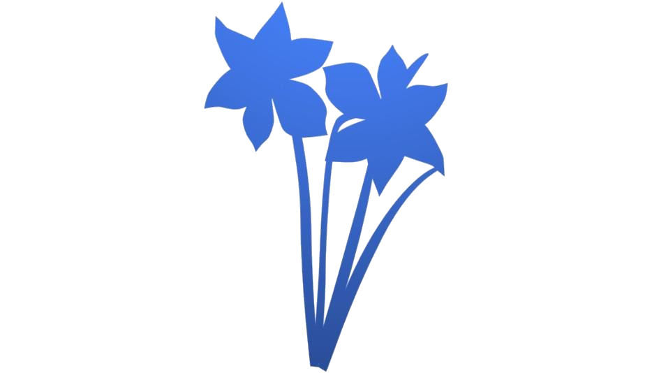 Daffodil прозрачный PNG