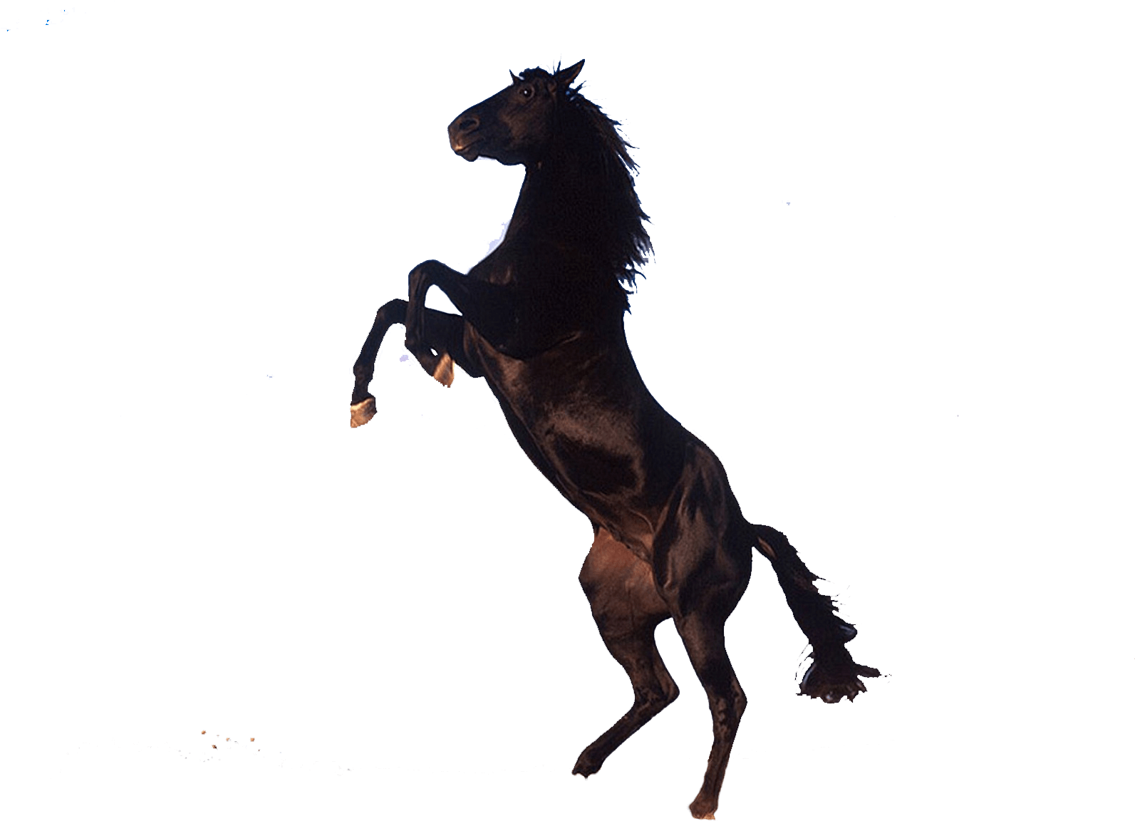 Лошадь PNG HD