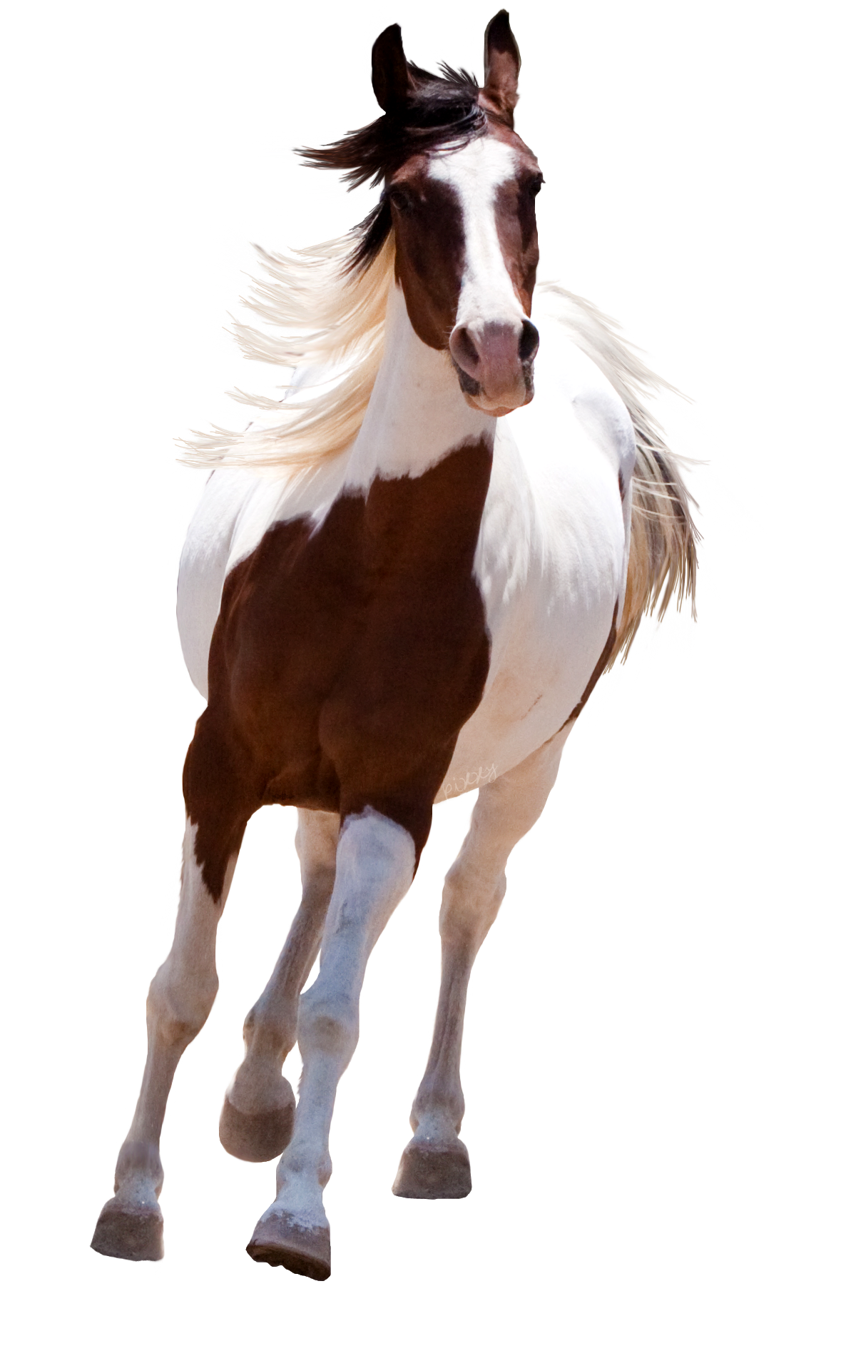Лошадь PNG Image