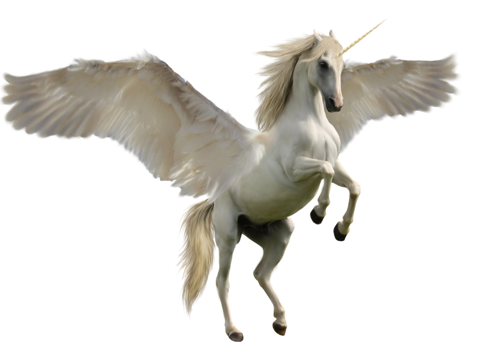 Horse PNG Isolated File