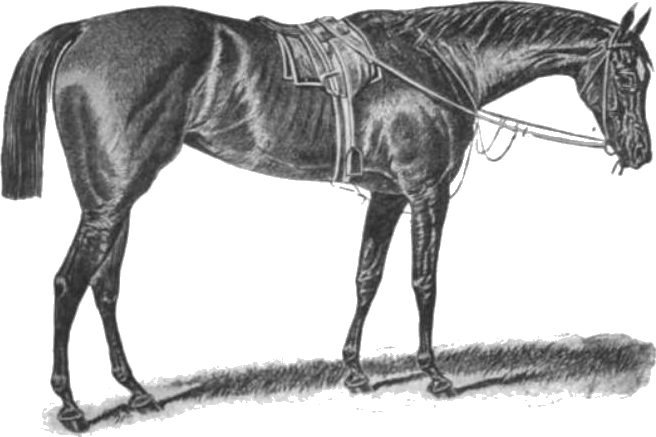 Horse PNG Isolated Photo