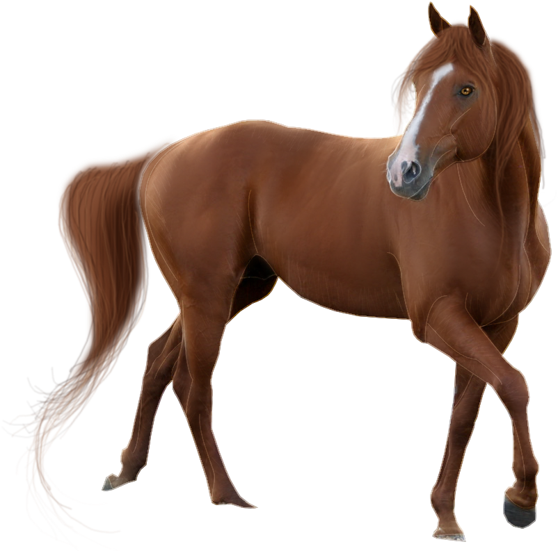 Caballo PNG Isolated Picture