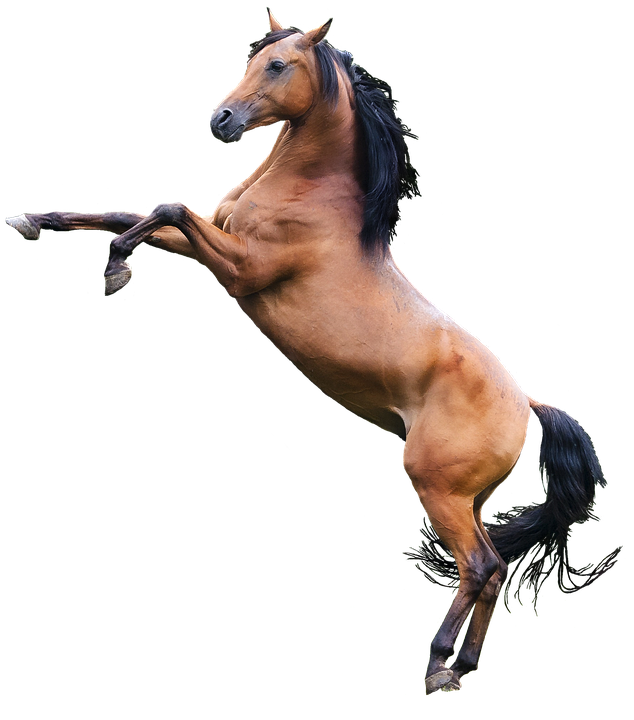 الحصان PNG الصورة