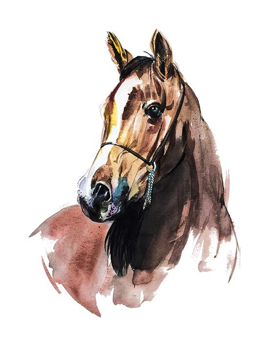 Horse Vector PNG Photo