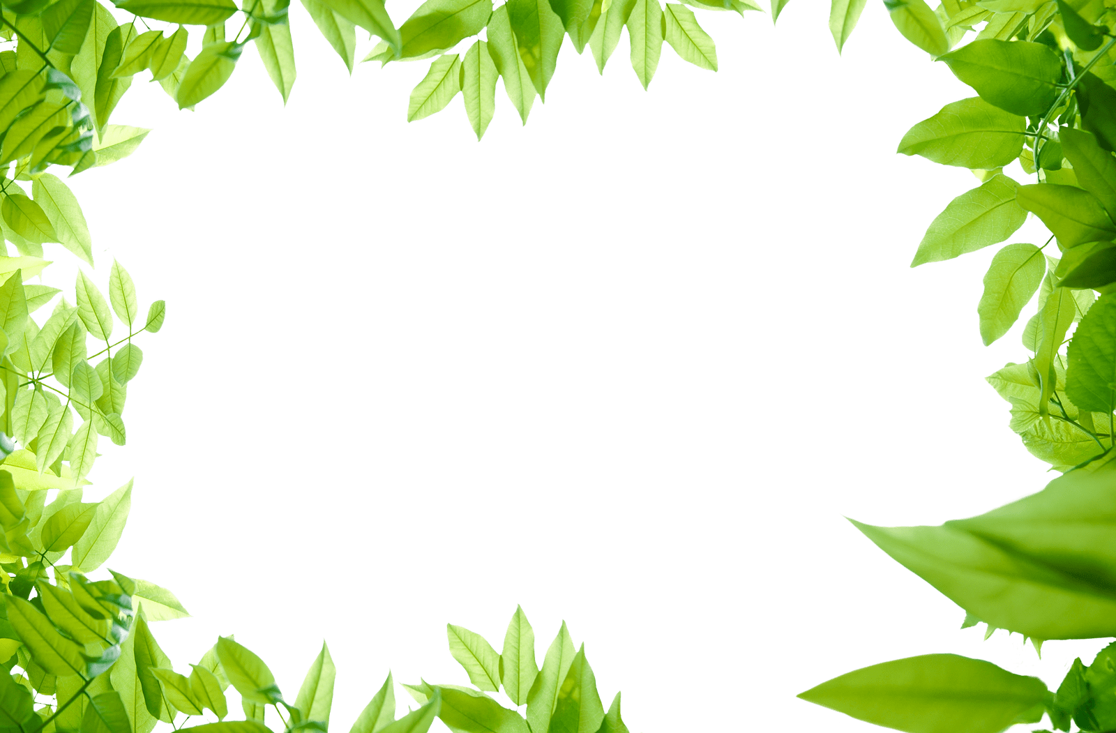 Jungle Border PNG HD Isolated