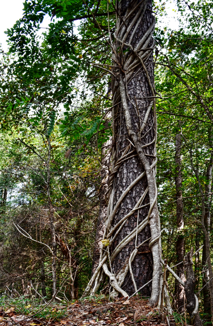 غابة PNG Photo