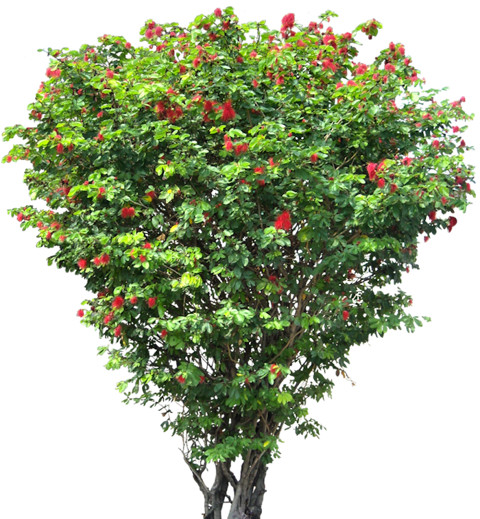 Landscaping Tree PNG File