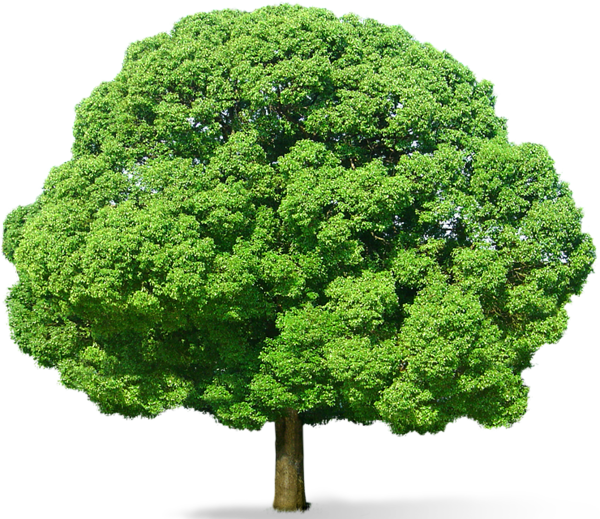 Landscaping Tree PNG Image