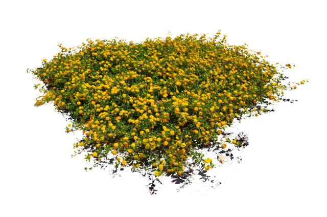 Landscaping Tree PNG Photo