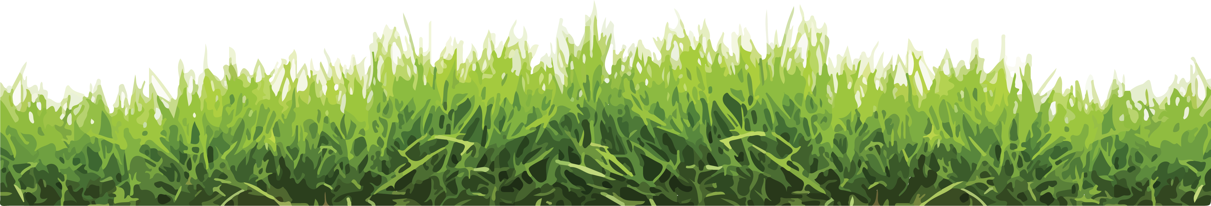 Lawn Grass PNG Isolated Pic