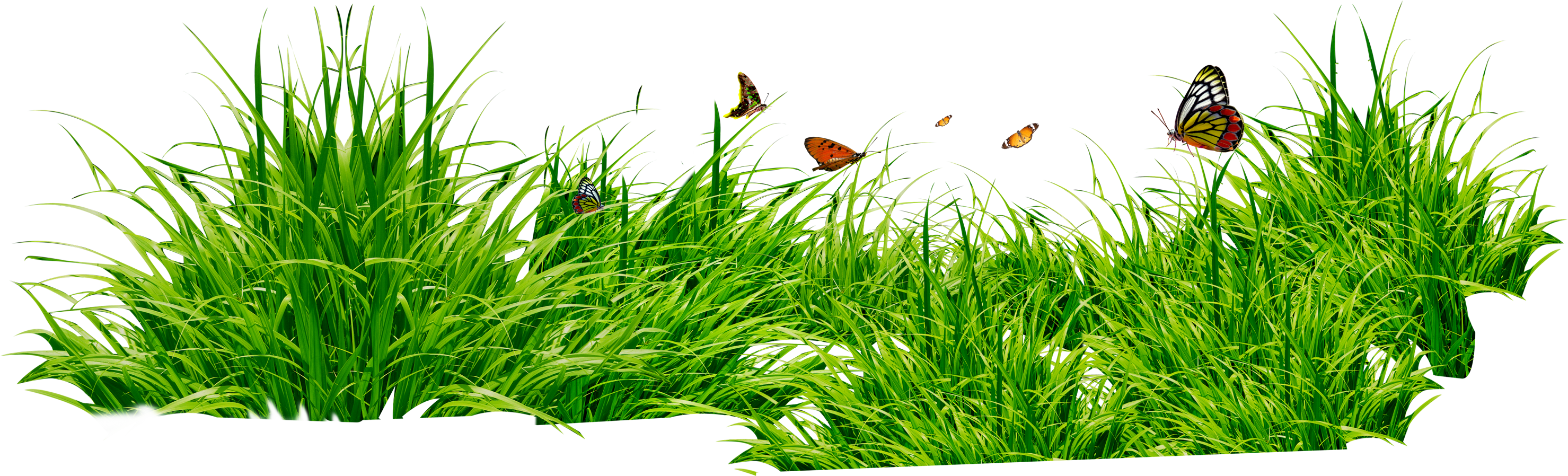 العشب العشب PNG الصورة