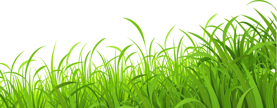 Lawn Grass PNG