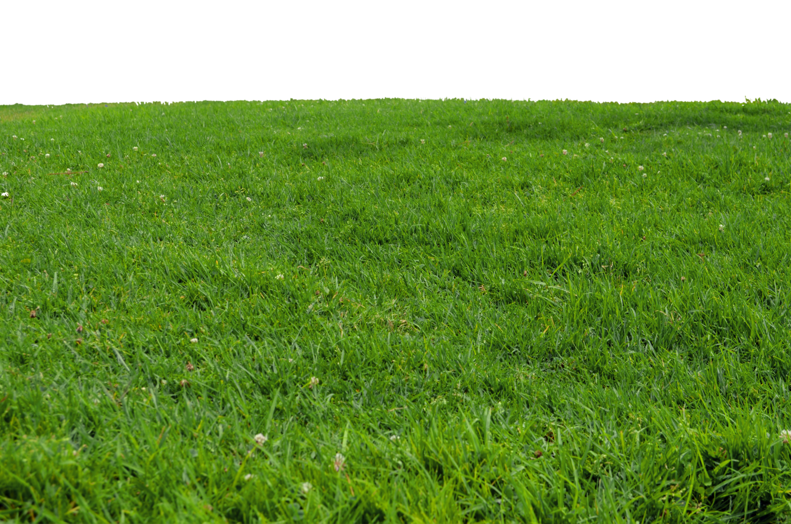 Lawn PNG Free Download